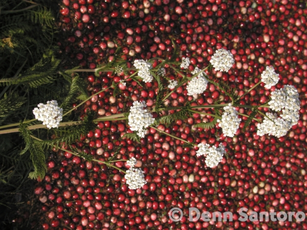 Cranberries with Flower by Denn Santoro
